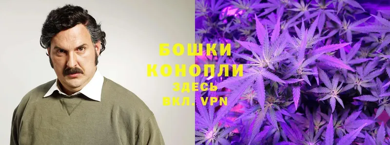 Канабис OG Kush  Новосибирск 